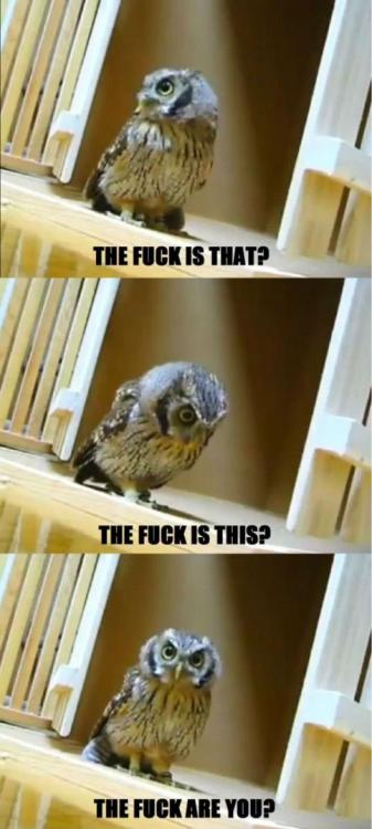 Hilariously-Adorable-Owl-Memes-17-658x1469.jpg